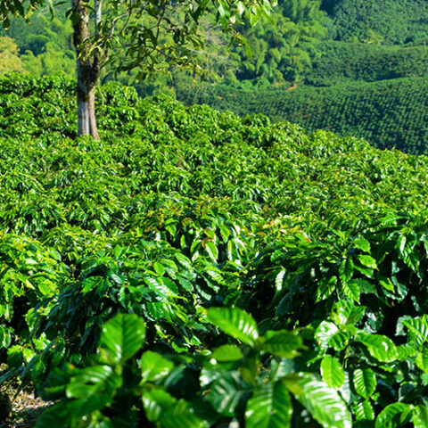 Planes De Viaje Al Eje Cafetero Ofertas Por Temporada