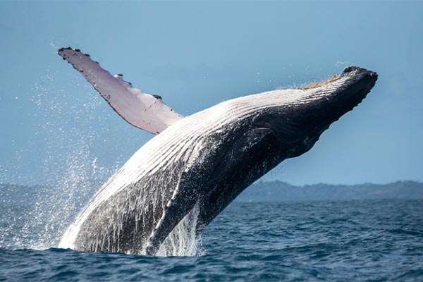 Descubra la emocionante temporada de avistamiento de ballenas ¿Cuándo hay avistamiento de ballenas en Colombia? De julio a noviembre, estas majestuosas criaturas migran desde...